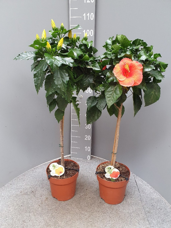 Hibiscus Rosa-Sinensis