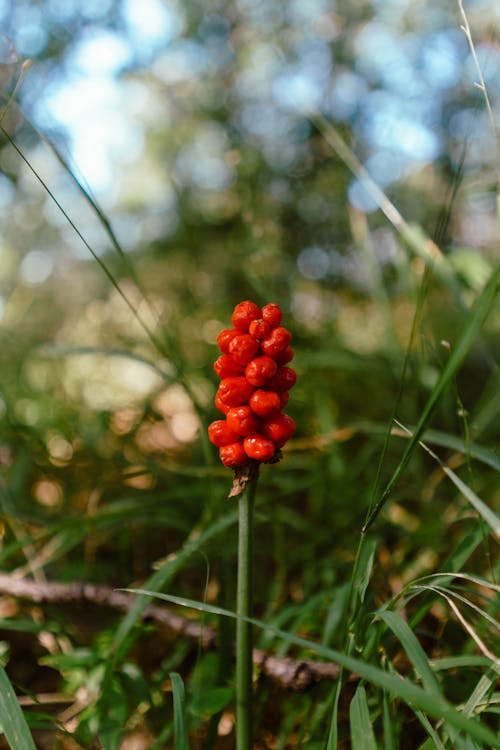 Arum italicum