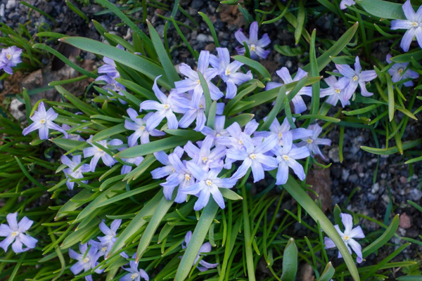 Chionodoxa luciliae