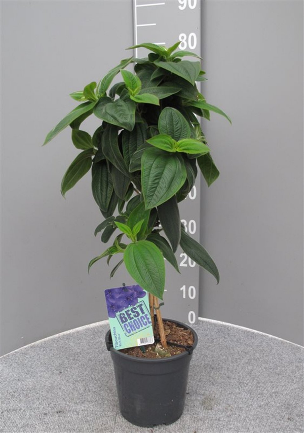 Tibouchina urvilleana ‘Rich Blue’