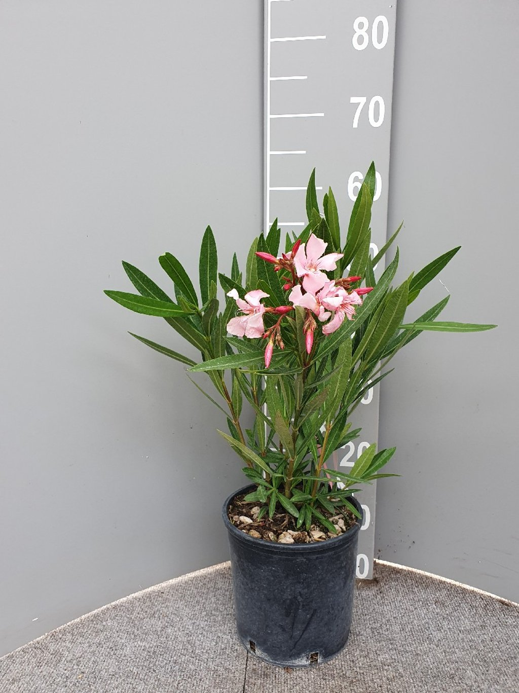 Nerium Oleander