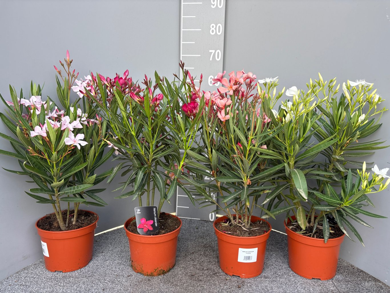 Nerium Oleander