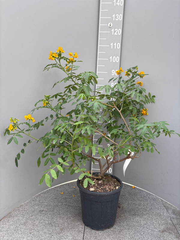 Senna corymbosa