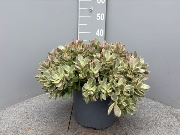 Crassula ovata