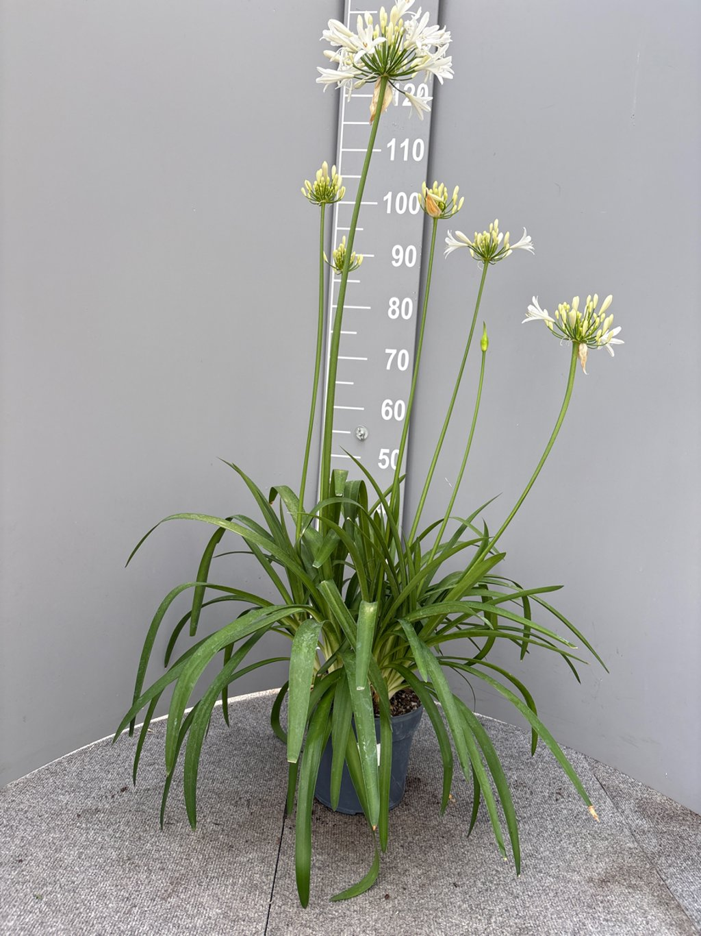 Afrikaanse lelie Agapanthus Eydori White