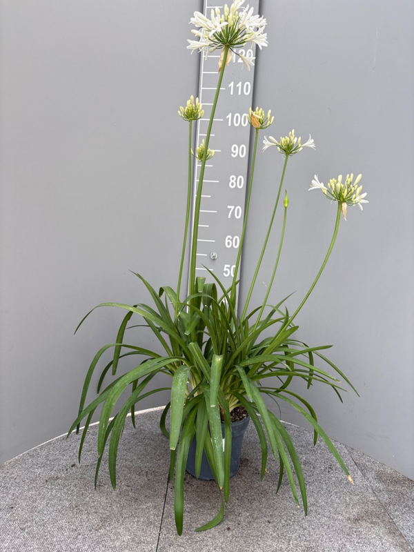 Afrikaanse lelie Agapanthus Eydori White