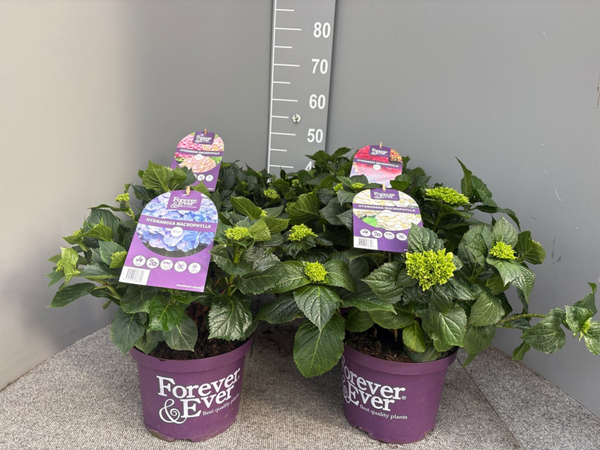 Hydrangea macrophylla ‘Forever & Ever’ – Hortensia