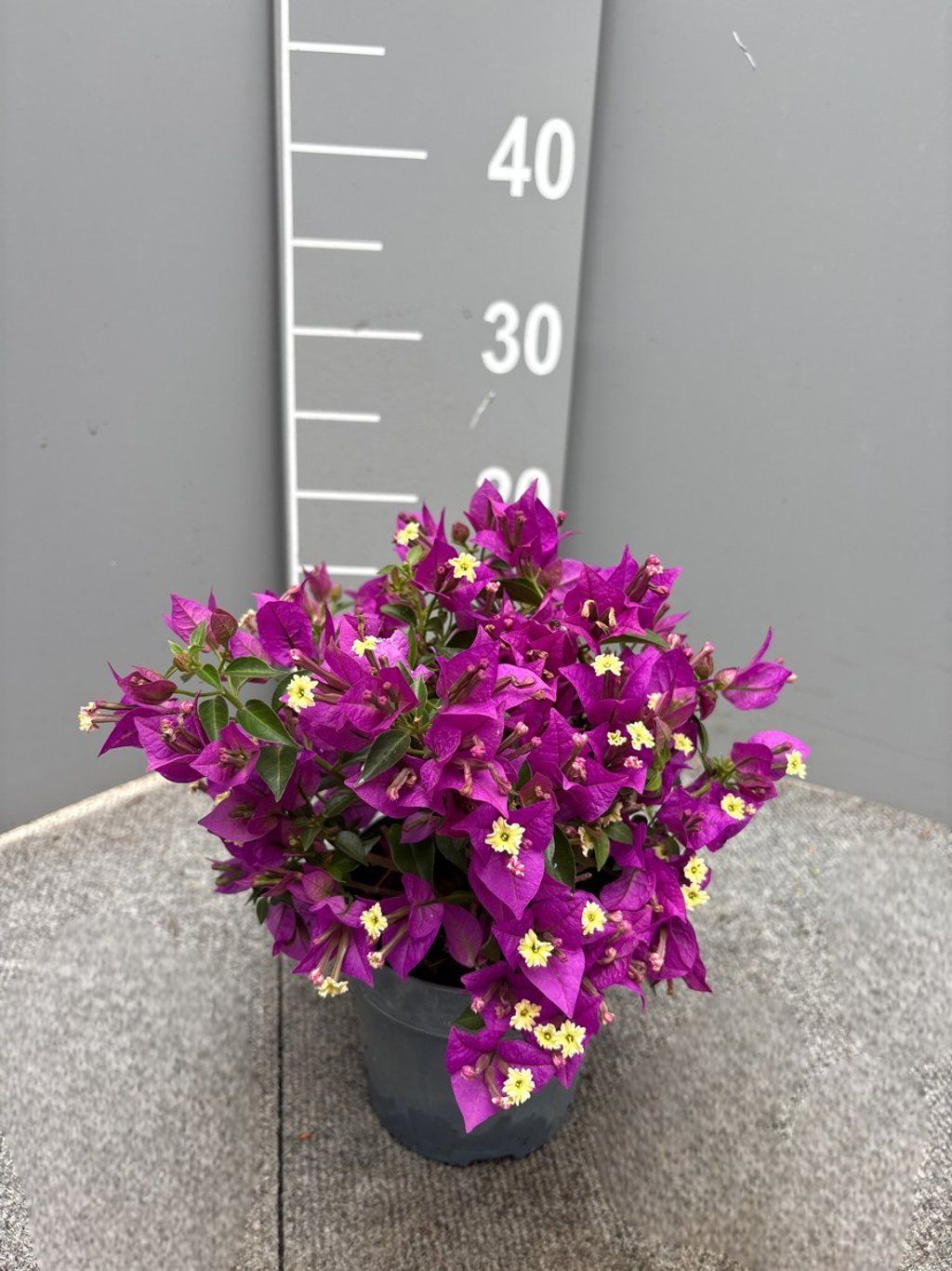 Bougainvillea glabra Sanderiana