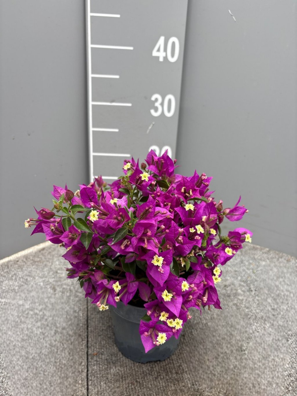 Bougainvillea glabra Sanderiana