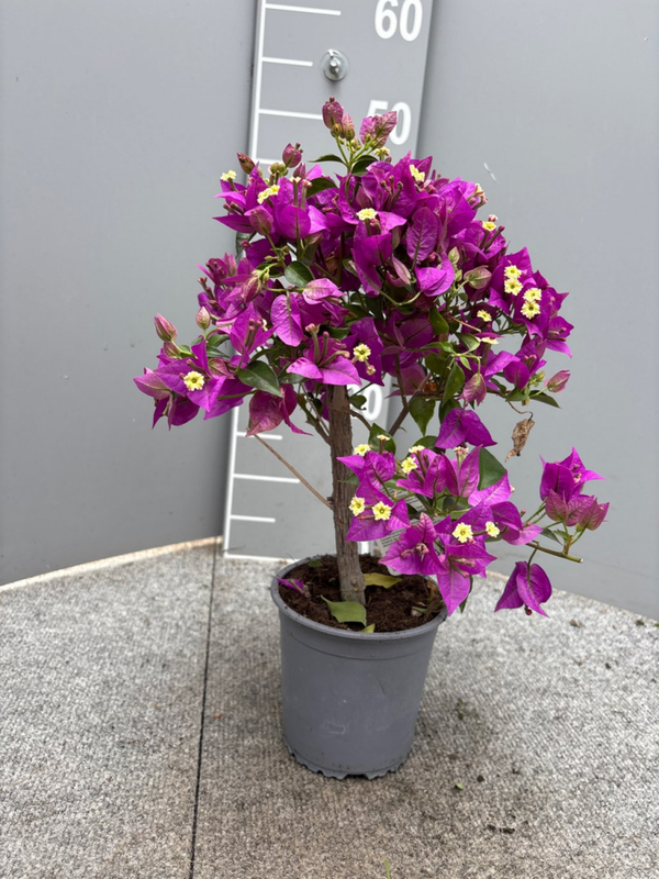 Bougainvillea glabra Sanderiana