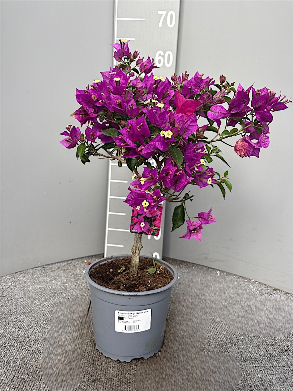 Bougainvillea glabra Sanderiana