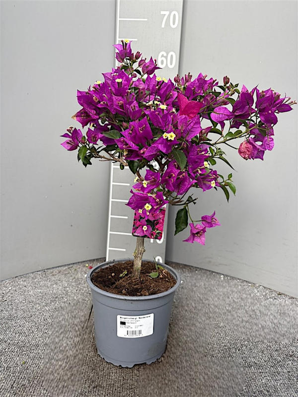 Bougainvillea glabra Sanderiana