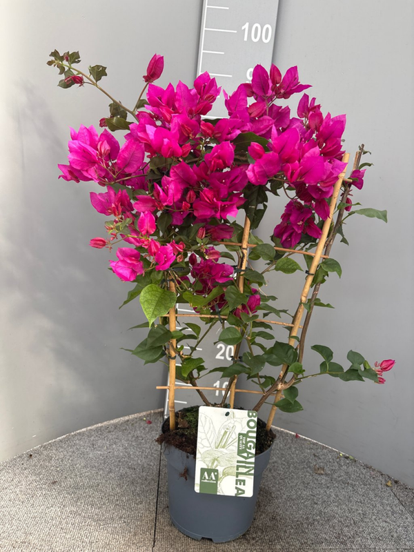Bougainvillea glabra Sanderiana