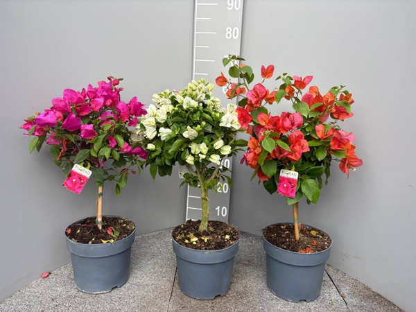 Bougainvillea glabra