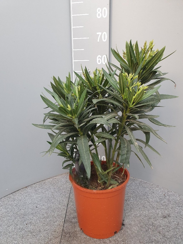 Nerium Oleander