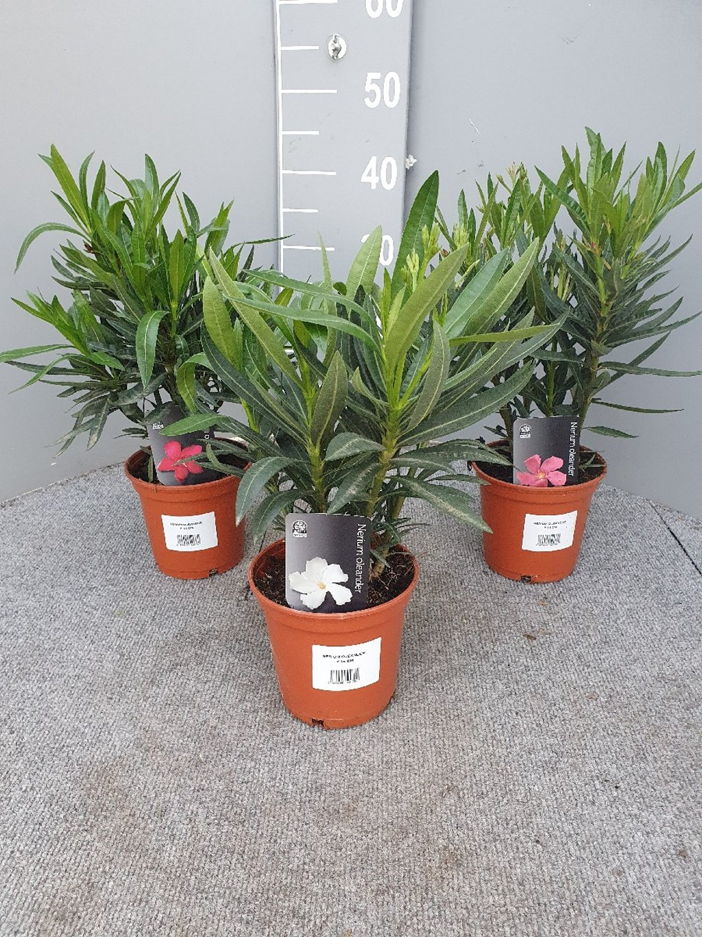 Nerium Oleander