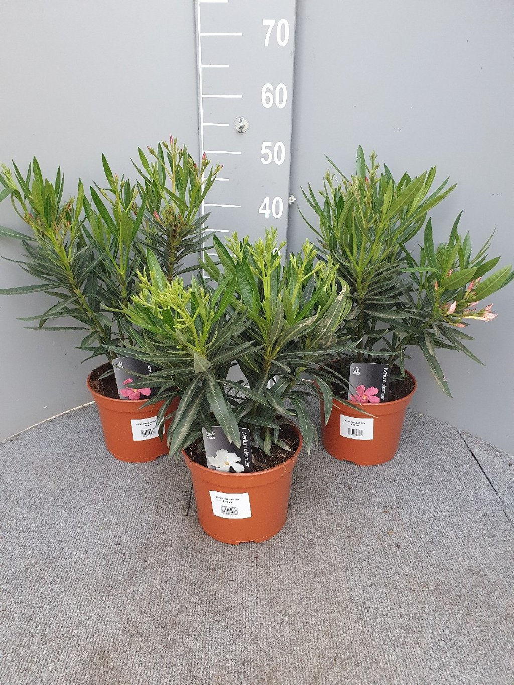 Nerium Oleander