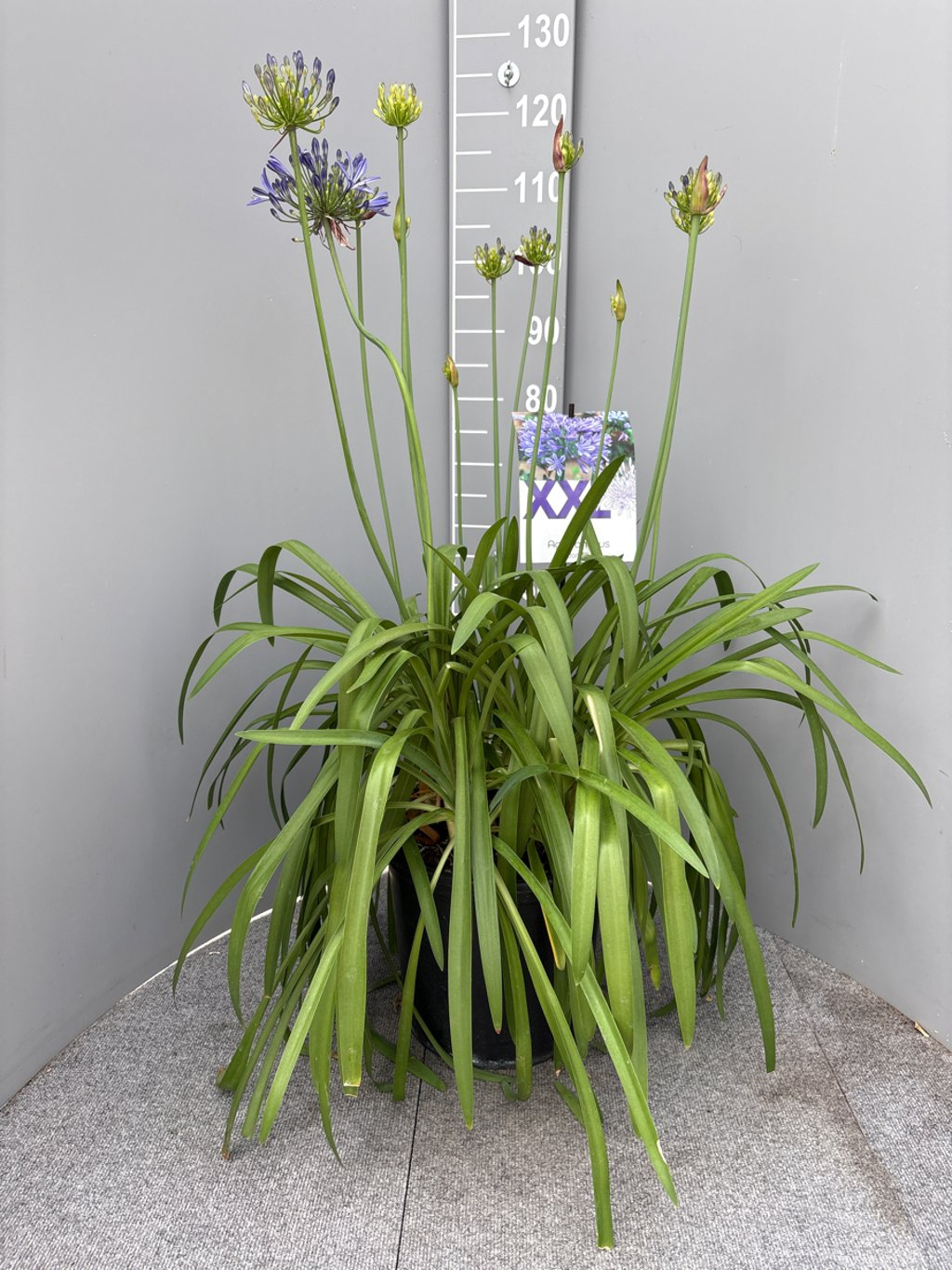Agapanthus eydori blue