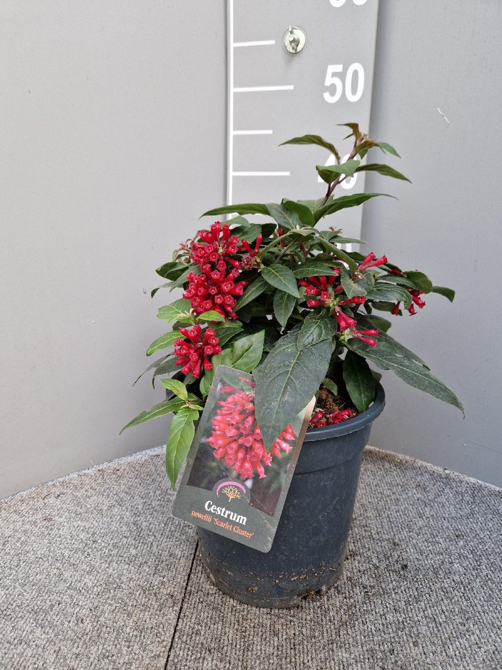 Cestrum newellii 'Scarlet Cluster'