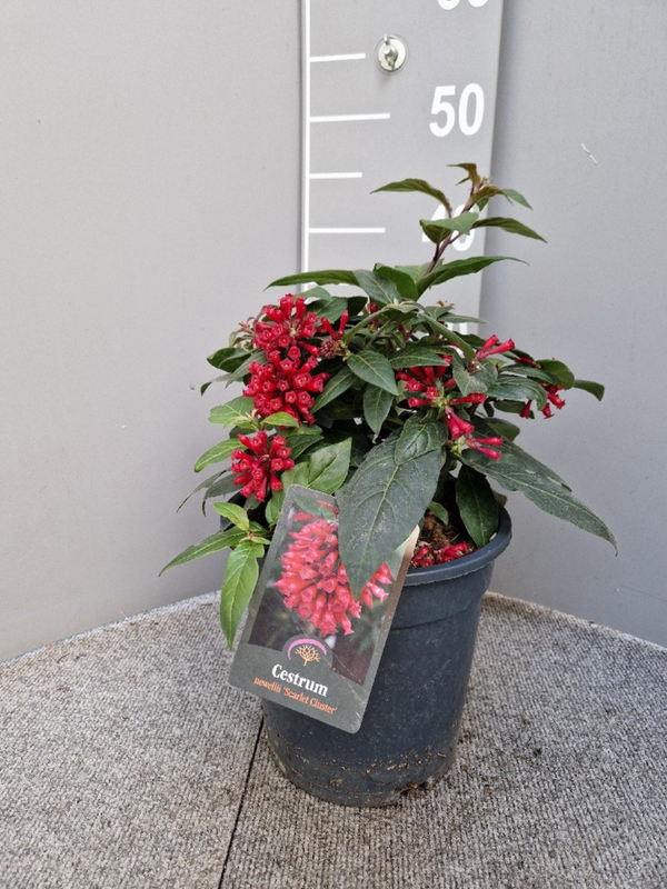 Cestrum newellii 'Scarlet Cluster'