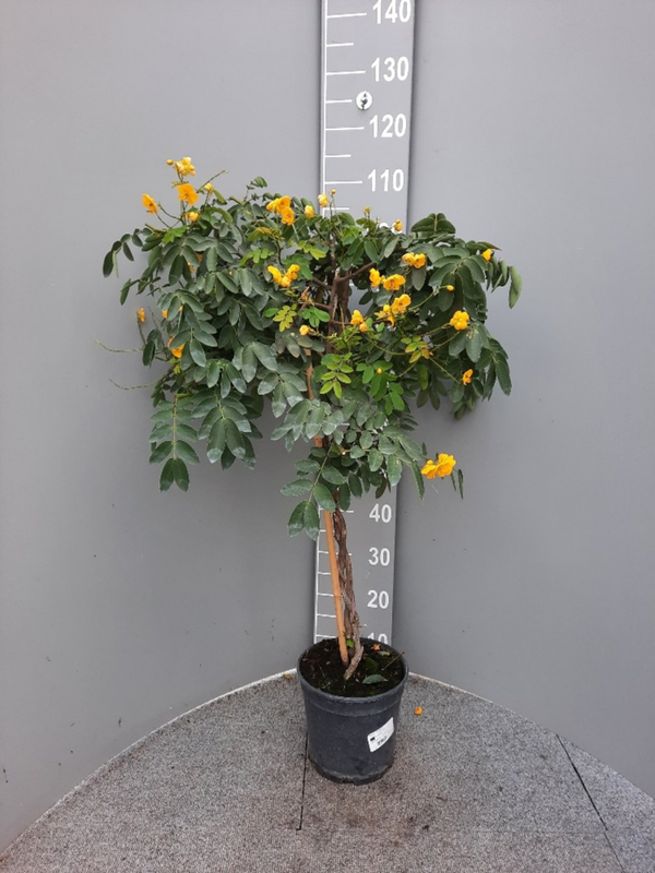 Senna corymbosa