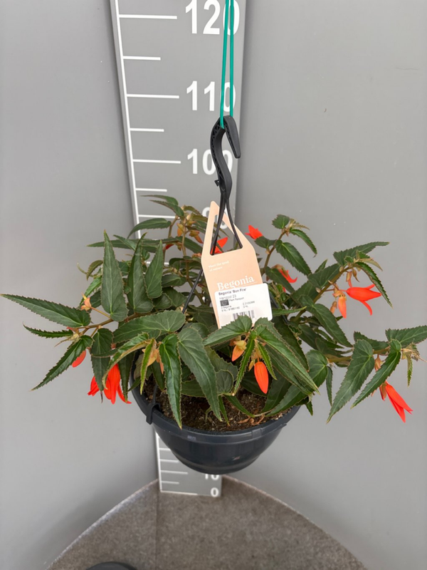 Begonia Bon Fire
