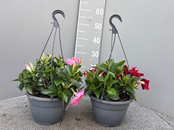 Mandevilla Bella