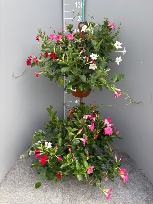 Mandevilla sanderi