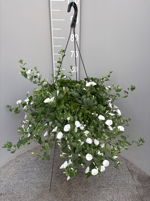 Convovulus sabatius