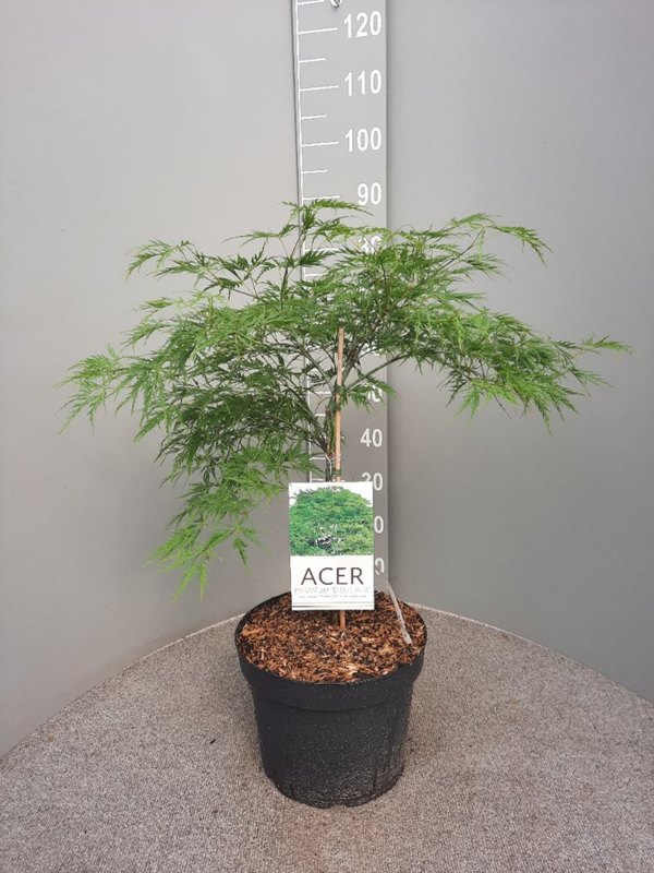Acer palmatum Dissectum