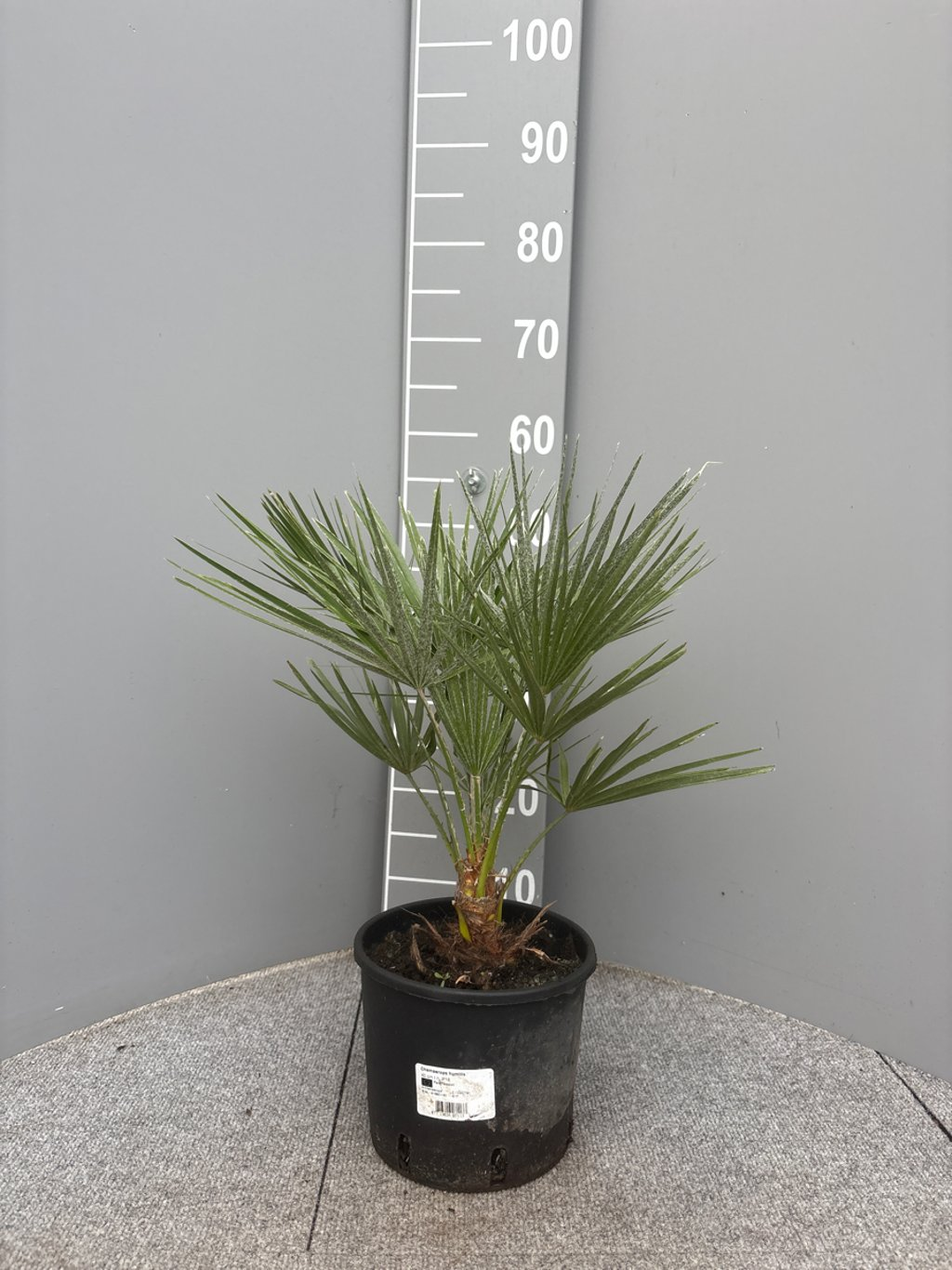 Europese Dwergpalm Chamaerops Humilis