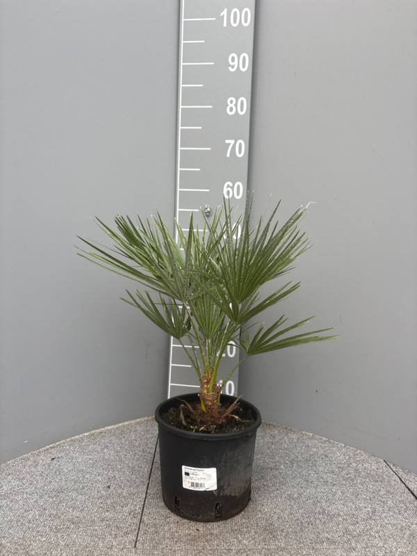 Europese Dwergpalm Chamaerops Humilis