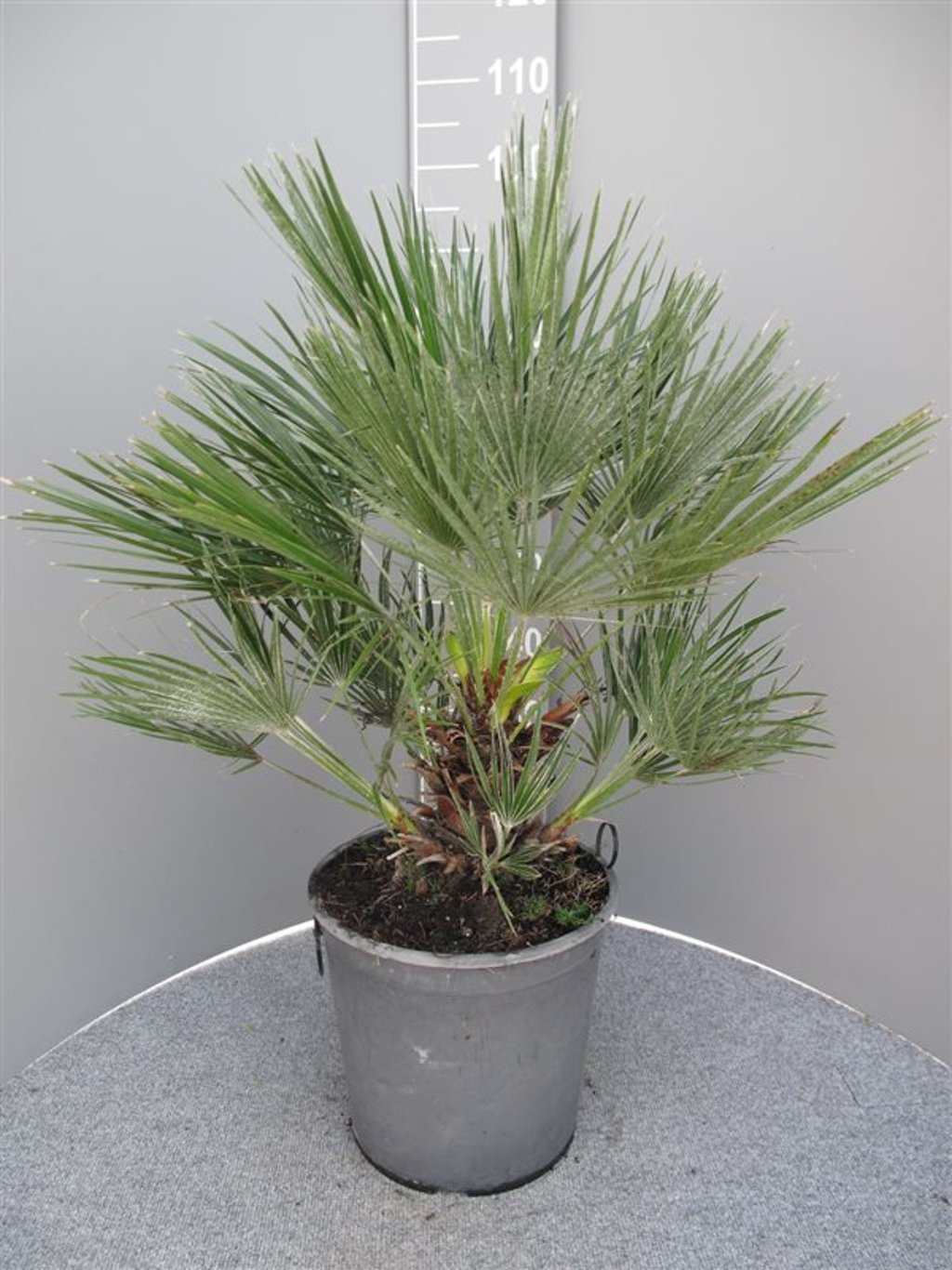 Dwergpalm Chamaerops humilis Vulcano