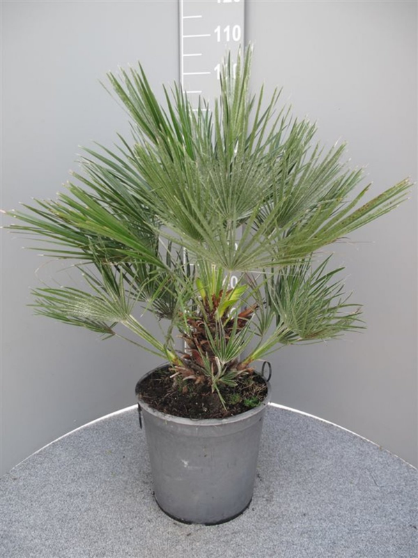 Dwergpalm Chamaerops humilis Vulcano