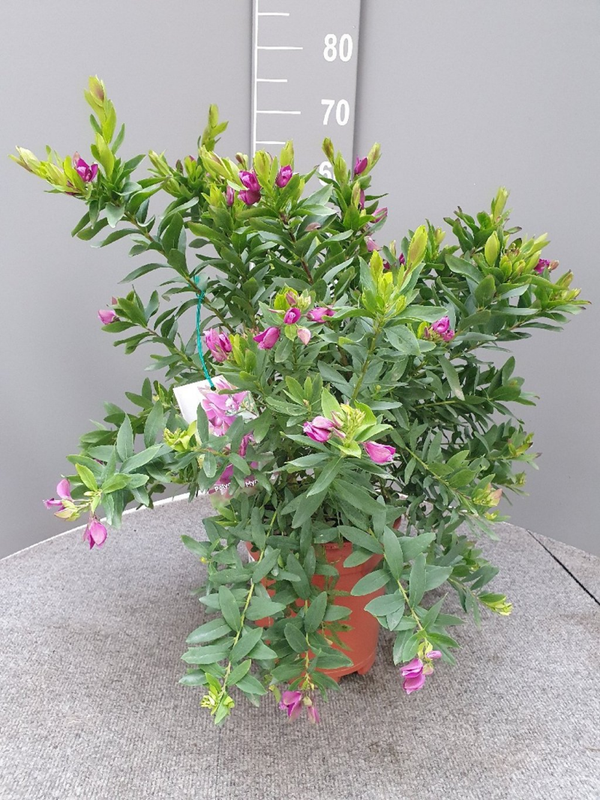 Polygala myrtifolia