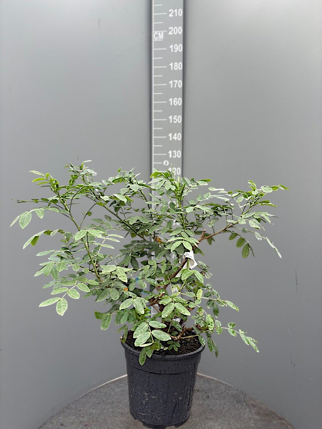 Senna corymbosa