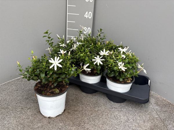 Jasminum multipatritum