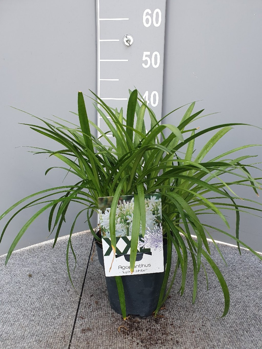 Afrikaanse lelie Agapanthus Eydori White