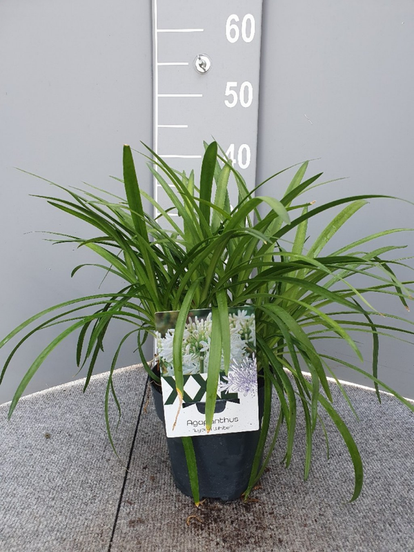 Afrikaanse lelie Agapanthus Eydori White