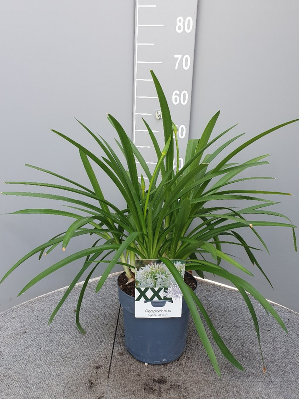 Afrikaanse lelie Agapanthus Eydori White
