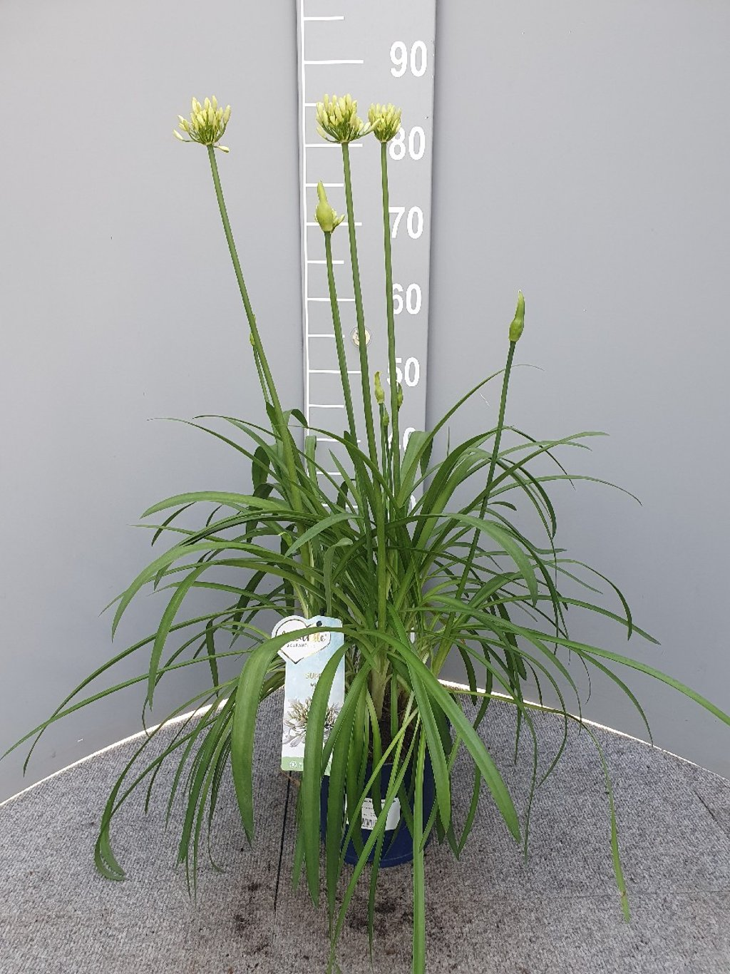 Afrikaanse lelie Agapanthus suberb white