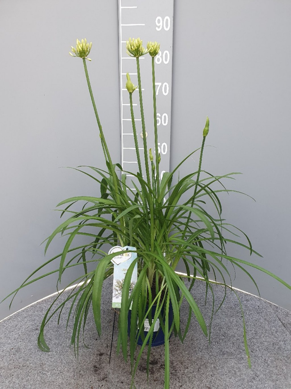 Afrikaanse lelie Agapanthus suberb white
