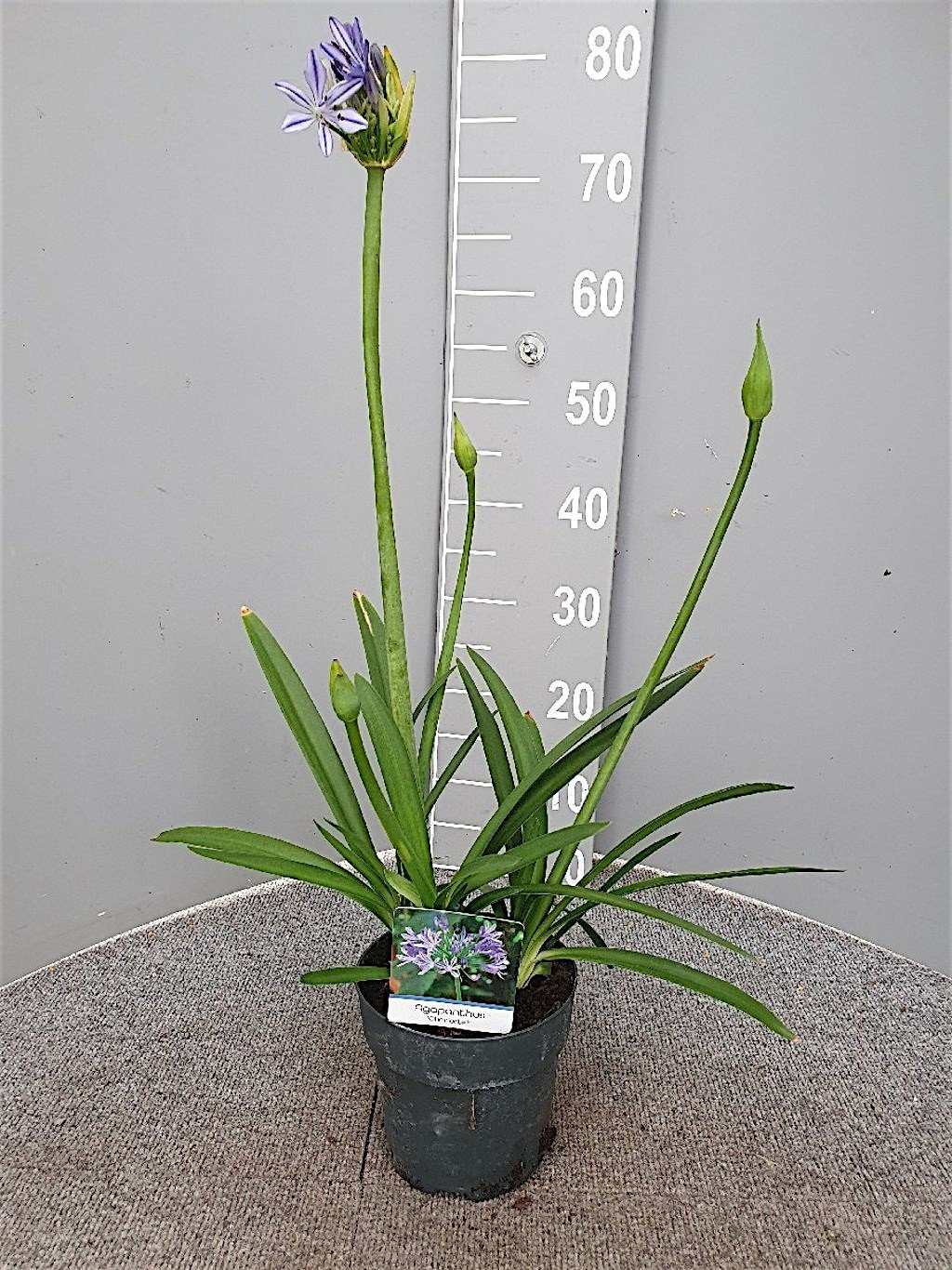 Afrikaanse lelie Agapanthus Charlotte