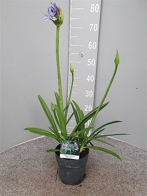 Afrikaanse lelie Agapanthus Charlotte