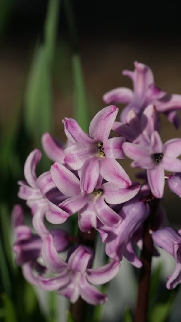 Chionodoxa pink giant