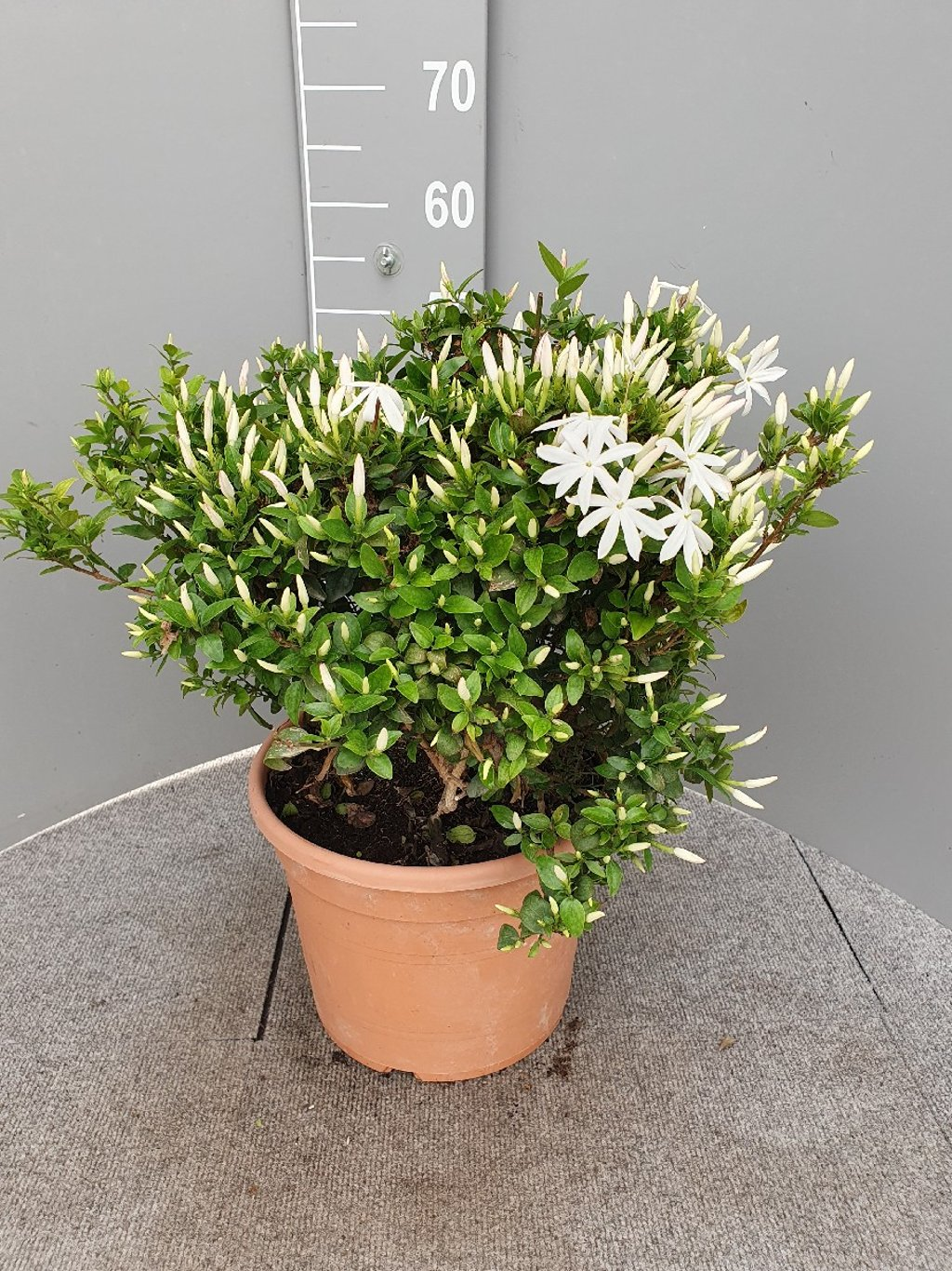 Jasminum multipatritum