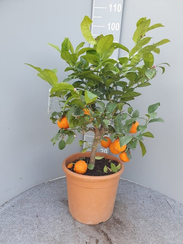 Citrus aurantiifolia
