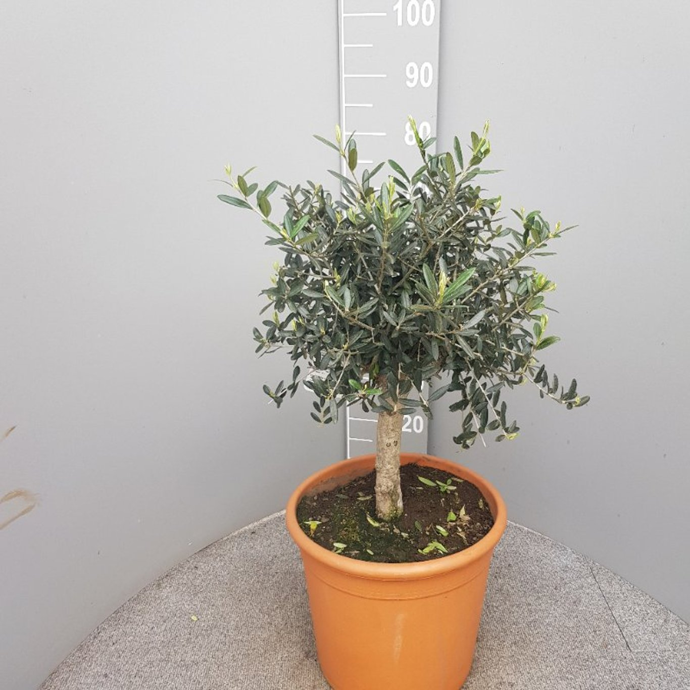 Olijfboom Olea Europaea