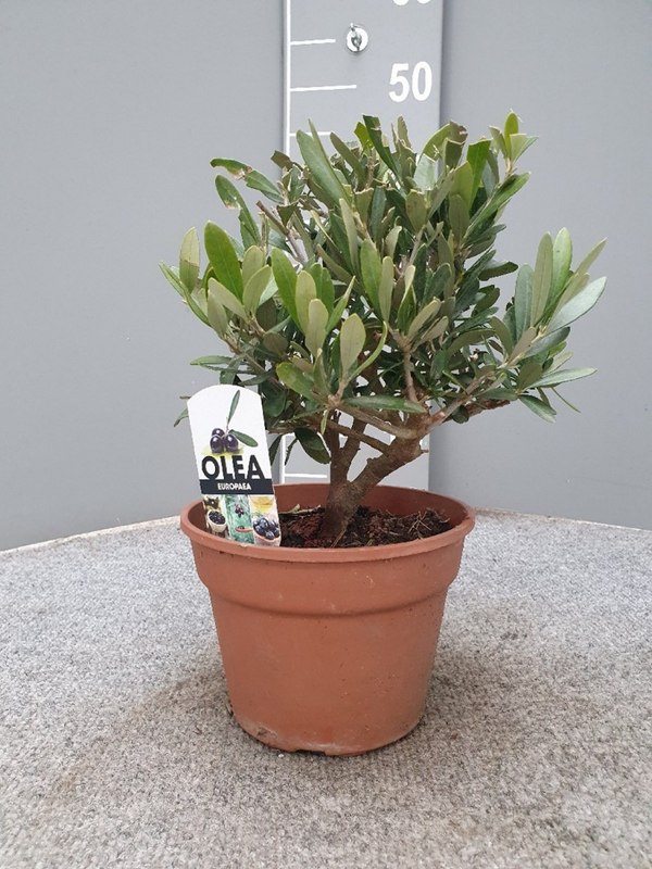 Olijfboom Olea Europaea