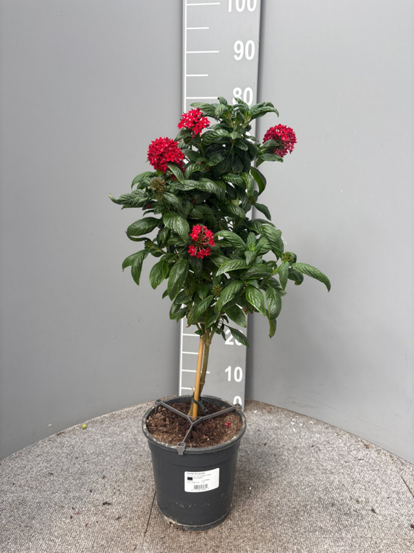 Pentas lanceolata rood